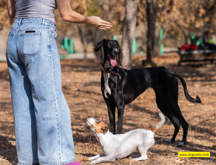 Kazakh Scientists Uncover Genetic Secrets of the Tazy Hunting Dog Breed